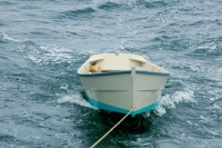 Skiffs - Willy Potts